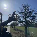 Mann im Korb eines Radladers hängt einen Nistkasten in einen Apfelbaum in Gailhof