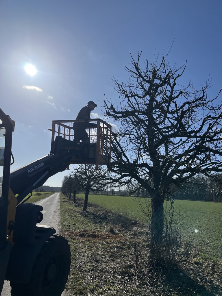 Mann im Korb eines Radladers hängt einen Nistkasten in einen Apfelbaum in Gailhof